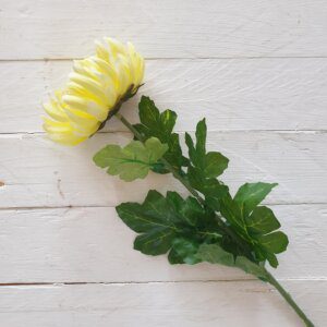 Chrysanthemum - Yellow